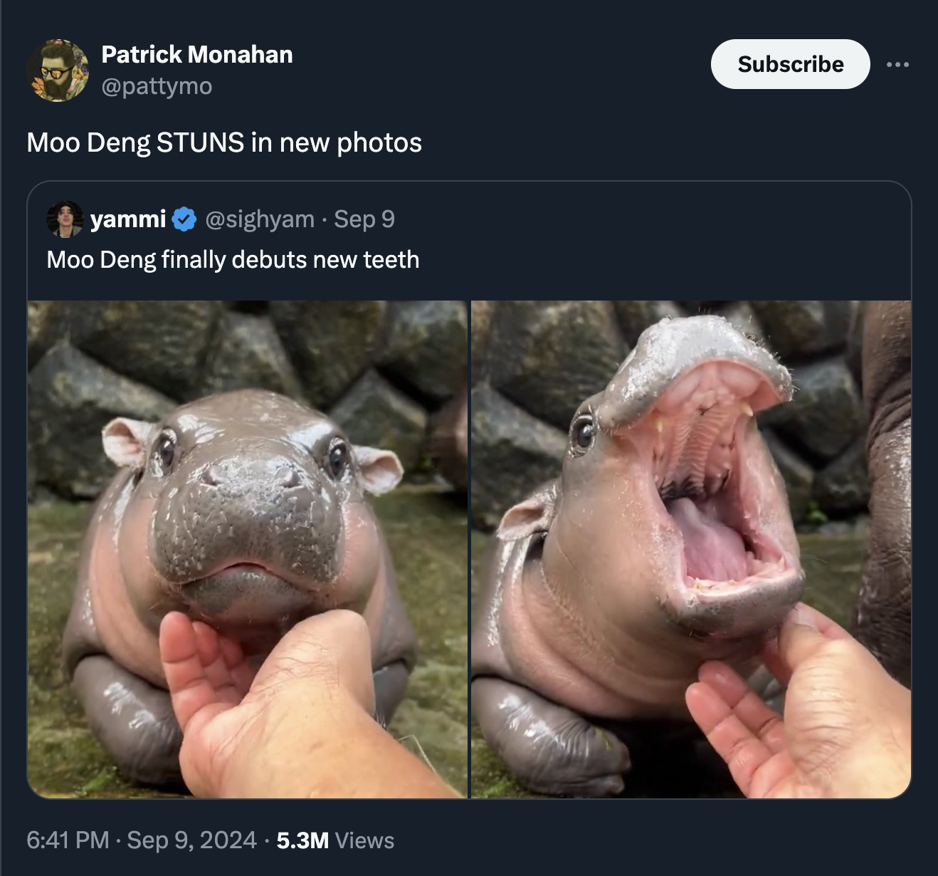 moo deng memes - Pygmy hippopotamus - Patrick Monahan Moo Deng Stuns in new photos yammi Sep 9 Moo Deng finally debuts new teeth 5.3M Views Subscribe